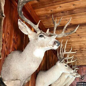 World Class Mule Deer Shoulder Mount (SCI score 246)